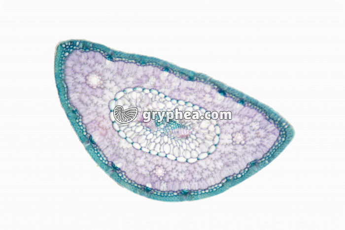 Feuille de Pin CT x25 - gryphea.org